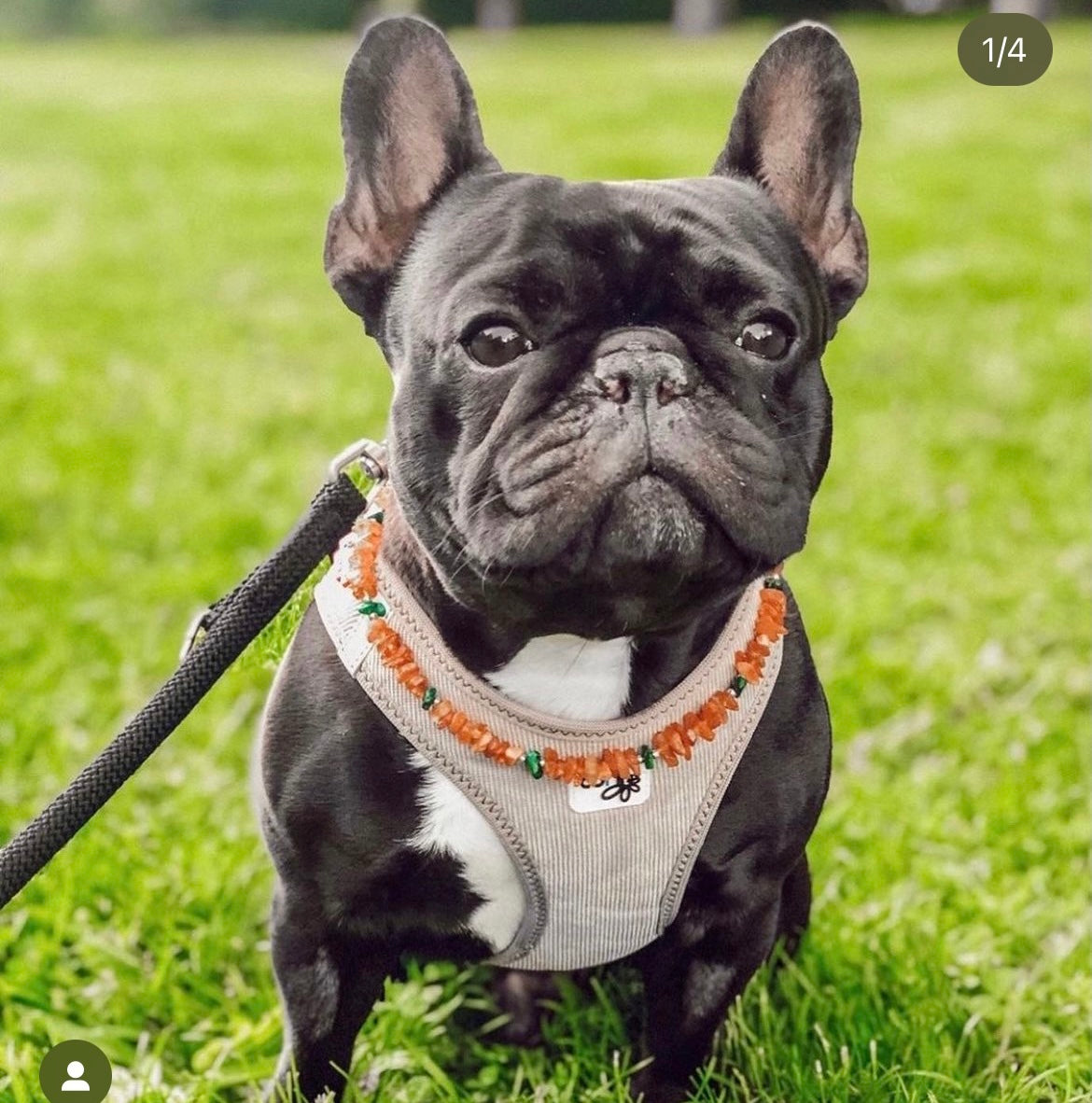 Raw Baltic Amber & Malachite (Flea & Tick Repellant Collar) "Healing"